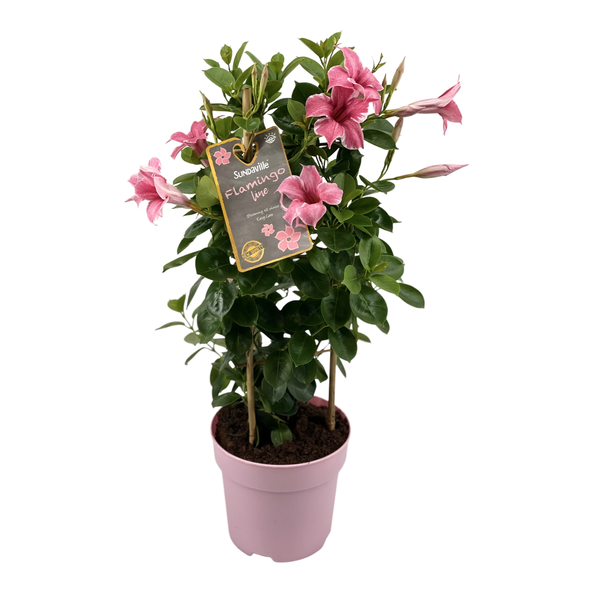 Mandevilla Sundaville Flamingo Tower groeit langs een bamboerekje. Klimplant met roze bloemen