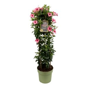 Mandevilla Sundaville Flamingo Tower XL. Hoge klimplant met roze bloemen.