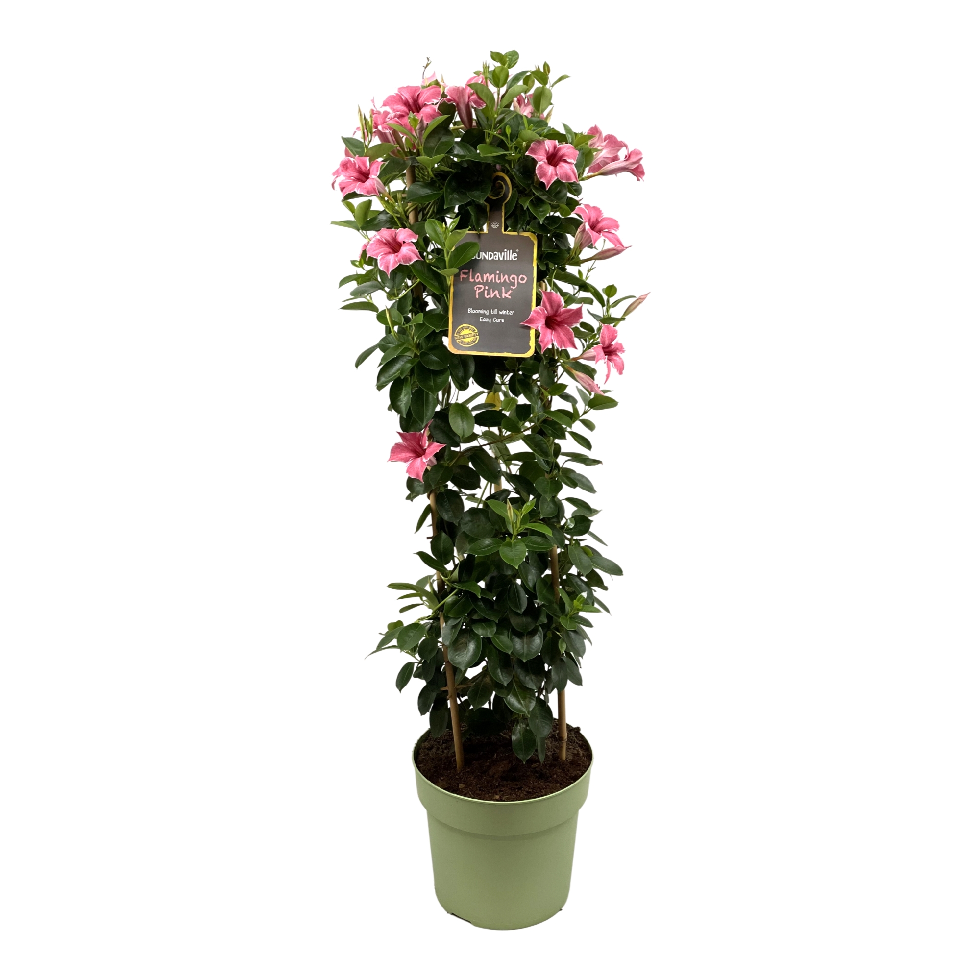 Mandevilla Sundaville Flamingo Tower XL. Hoge klimplant met roze bloemen.
