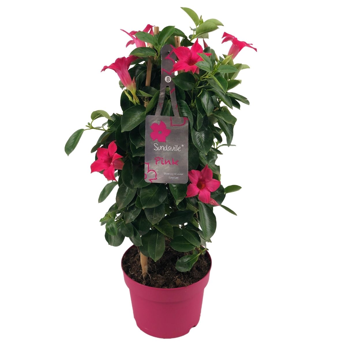 Mandevilla Sundaville Pink Tower groeit langs een bamboerekje. Klimplant met knalroze bloemen