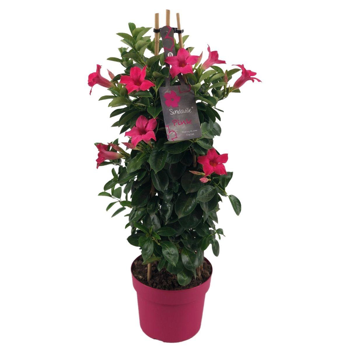 Pink tower mandevilla, klimplant met felroze bloemen