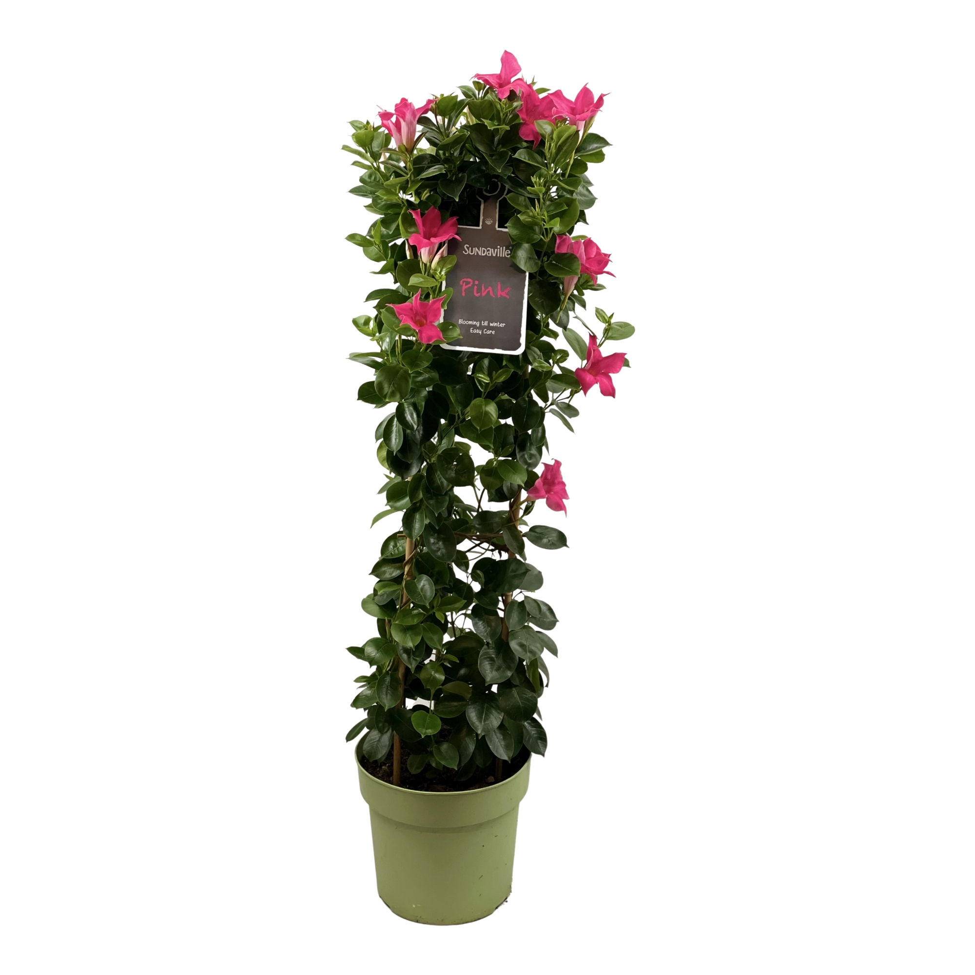 Mandévilla Sundaville Pink Tower XL