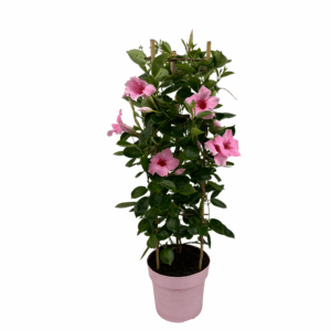 Mandevilla Cream Pink Tower Large