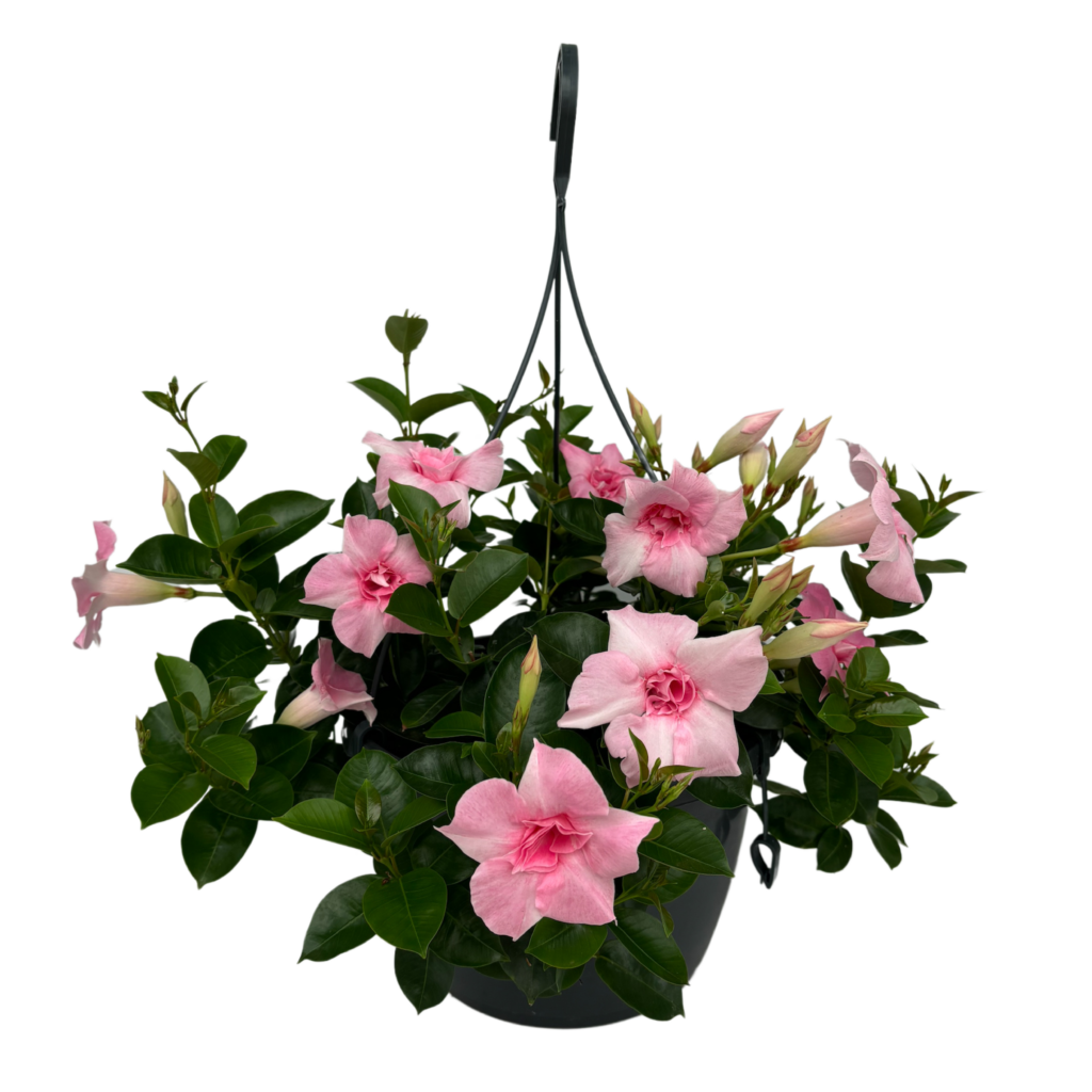 Mandevilla Double Blush Pink Hangpot