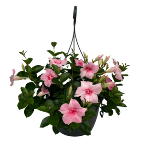 Mandevilla Double Blush Pink Hangpot