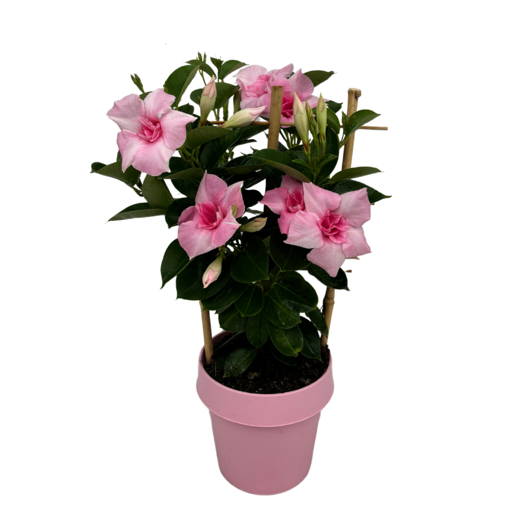 Mandevilla Double Blush Pink