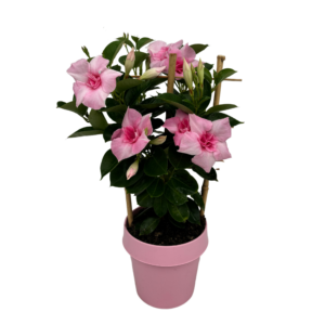 Mandevilla Double Blush Pink