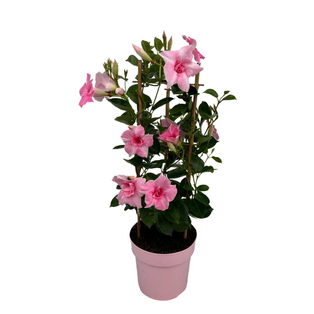 Mandevilla Double Blush Pink Tower