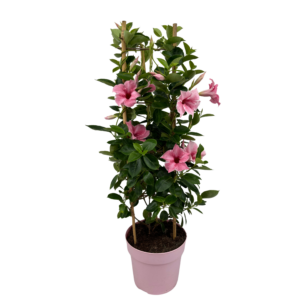 Mandevilla Flamingo Tower Large